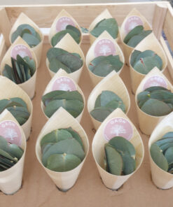 Eucalyptus Packet (50 Guest)